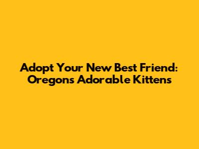 Adopt Your New Best Friend: Oregon's Adorable Kittens