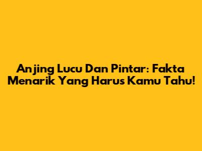 Anjing Lucu Dan Pintar: Fakta Menarik Yang Harus Kamu Tahu!