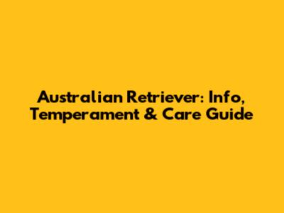 Australian Retriever: Info, Temperament & Care Guide