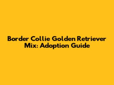 Border Collie Golden Retriever Mix: Adoption Guide
