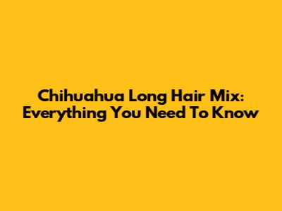Chihuahua Long Hair Mix: Everything You Need To Know