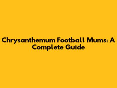 Chrysanthemum Football Mums: A Complete Guide