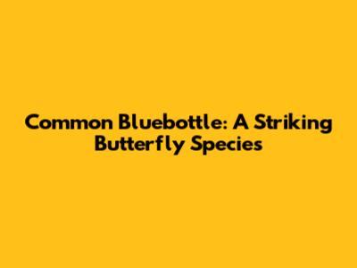 Common Bluebottle: A Striking Butterfly Species