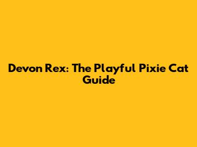 Devon Rex: The Playful Pixie Cat Guide