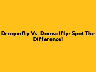 Dragonfly Vs. Damselfly: Spot The Difference!