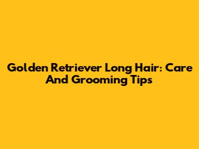 Golden Retriever Long Hair: Care And Grooming Tips