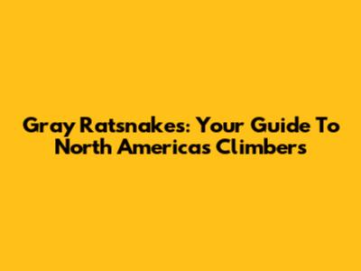 Gray Ratsnakes: Your Guide To North America's Climbers