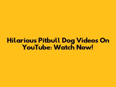 Hilarious Pitbull Dog Videos On YouTube: Watch Now!