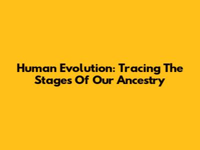 Human Evolution: Tracing The Stages Of Our Ancestry