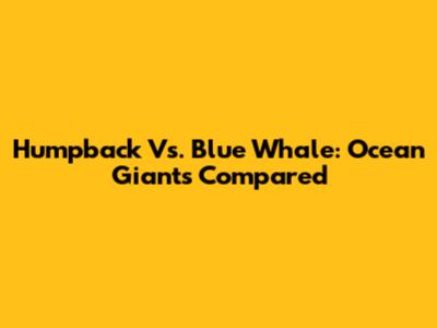 Humpback Vs. Blue Whale: Ocean Giants Compared
