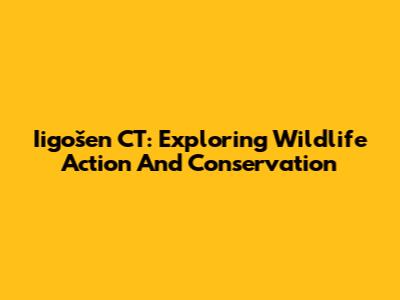 Iigošen CT: Exploring Wildlife Action And Conservation
