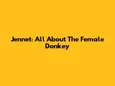 Jennet: All About The Female Donkey