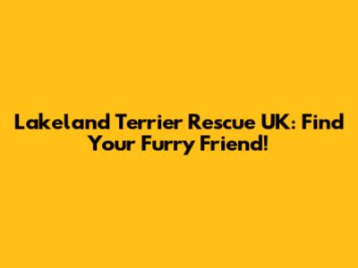Lakeland Terrier Rescue UK: Find Your Furry Friend!