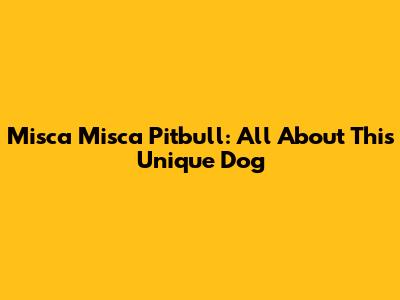 Misca Misca Pitbull: All About This Unique Dog