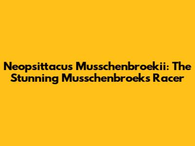 Neopsittacus Musschenbroekii: The Stunning Musschenbroek's Racer
