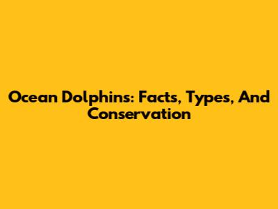 Ocean Dolphins: Facts, Types, And Conservation