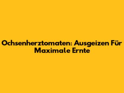 Ochsenherztomaten: Ausgeizen Für Maximale Ernte