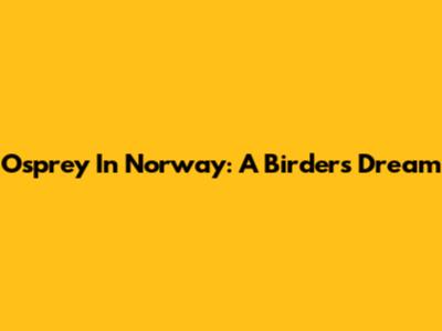 Osprey In Norway: A Birder's Dream