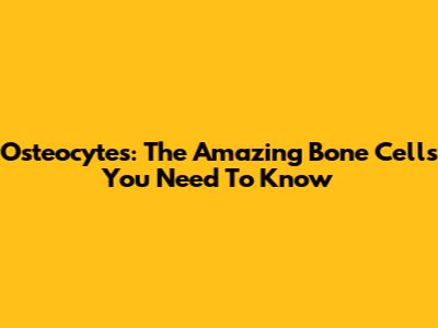 Osteocytes: The Amazing Bone Cells You Need To Know