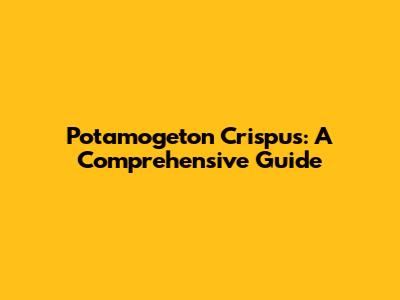 Potamogeton Crispus: A Comprehensive Guide