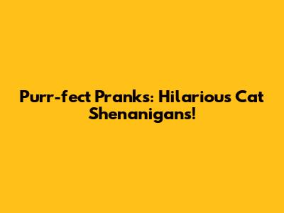 Purr-fect Pranks: Hilarious Cat Shenanigans!