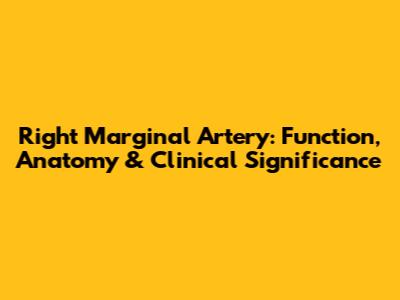 Right Marginal Artery: Function, Anatomy & Clinical Significance