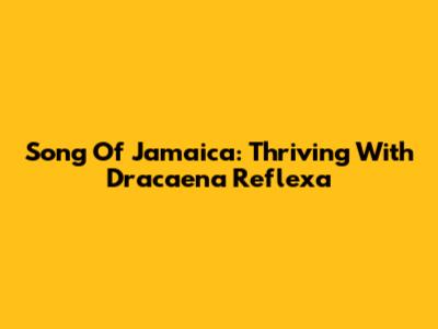 Song Of Jamaica: Thriving With Dracaena Reflexa