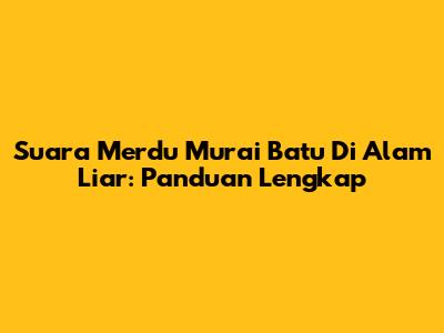 Suara Merdu Murai Batu Di Alam Liar: Panduan Lengkap