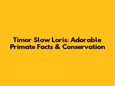 Timor Slow Loris: Adorable Primate Facts & Conservation