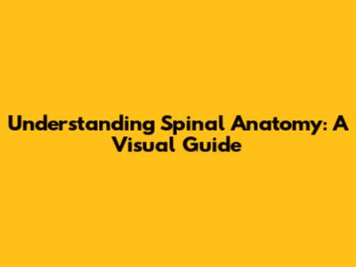 Understanding Spinal Anatomy: A Visual Guide