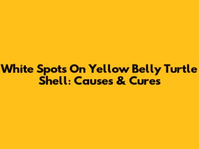 White Spots On Yellow Belly Turtle Shell: Causes & Cures